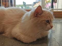 -瞄一喵猫咖(格力海岸店)