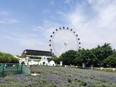 -百万葵园