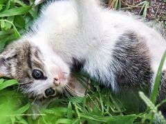 -海边的猫和咖啡馆