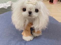 -宏光宠物医院(解放东路店)