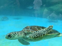 -海合安成都极地海洋公园