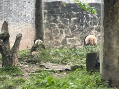 -都江堰中华大熊猫苑