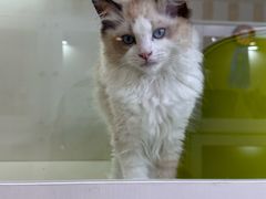 -青奢宠物·青奢猫舍