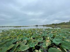 -苏州太湖湖滨国家湿地公园