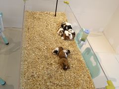 -怪兽屋·羊驼·猫咖·狗咖(俊华广场店)