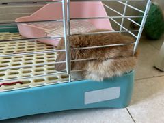 -宠物兔专门店(天丰利市场店)