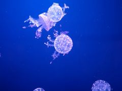 -西安曲江海洋极地公园