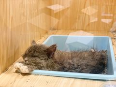 -屋虎猫馆(宝安大仟里店)