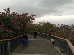 -金鸡山公园