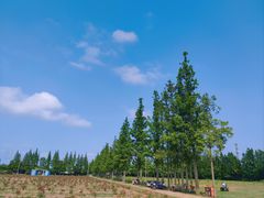 -上海长兴岛郊野公园