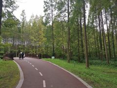 -黄海国家森林公园