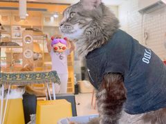 -平行世界·猫咖(首经贸店)