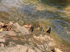 -广州白江湖森林公园