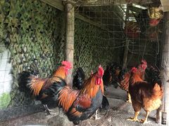 -青城甲(青城山店)