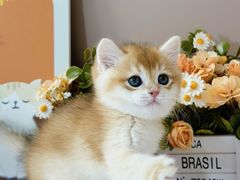 -小猫来了·猫舍(红山六九七九店)