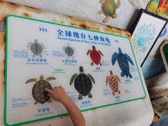 -广东惠东海龟国家级自然保护区