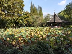 -上海醉白池公园