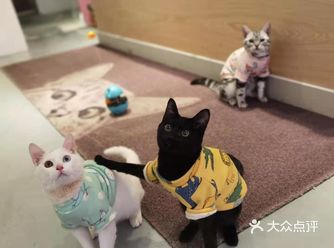 猫咪基地打卡 一间网红打卡地坐落于天河东路214号