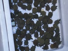 -中环花鸟鱼虫市场