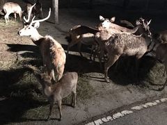 -清迈夜间动物园