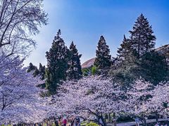 -武汉大学-樱园