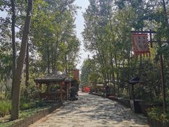 -合肥滨湖国家森林公园