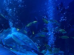 -太平洋海底世界