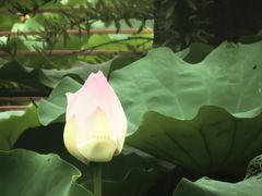 -同里国家湿地公园