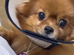 -菲丽丝宠物医院·24小时·猫科中心·免疫点(淮海分院)