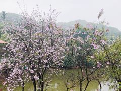 -广州市帽峰山景区