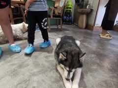 -more than meow吴止猫主题餐厅(承德 中船汇店)