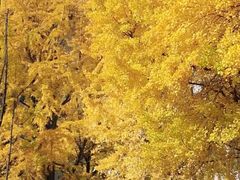 -四川大学(华西校区)