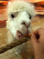 -酷嗒动物文化乐园(cutezoo西溪乐天城店)