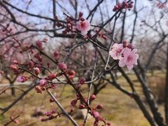 -香雪海