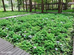 -黄海国家森林公园