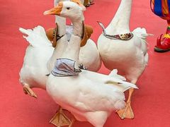 -灵玲国际马戏城