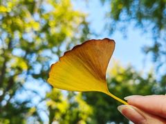 -三里屯东五街银杏大道