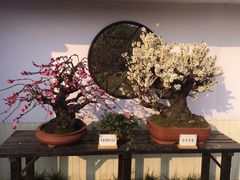 -香雪海