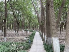 -九科绿洲