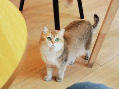 -Let's go狗咖·猫咖·奶狗·桌游(春熙路IFS店)