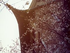 -武汉大学-樱园