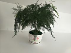 -椰小咖(亚龙湾东榕美食广场店)