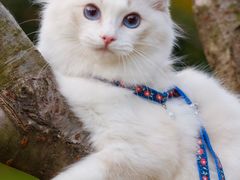 -Bastet sally猫舍购宠(静安店)