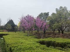 -洨河生态公园