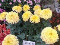 -菊花台公园