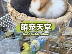 -哈尔滨道外花鸟鱼市场