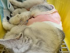 -中农大我爱我爱24h动物医院·中医针灸·猫专科·骨科医疗中心(双井店)