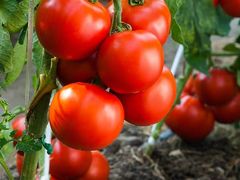 西红柿-永兴食杂店烘焙坊(新年蛋糕店)