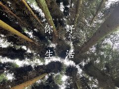 -武陵山森林公园