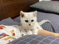 -爱侣宠医·鹦鹉专科·小型哺乳类·异宠专科(灵石路店)